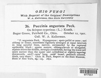 Puccinia angustata image